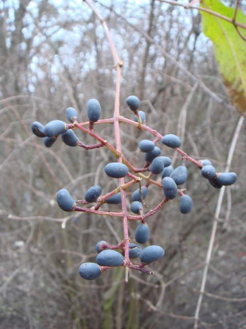 Ligustrum chenaultii fruit P1E